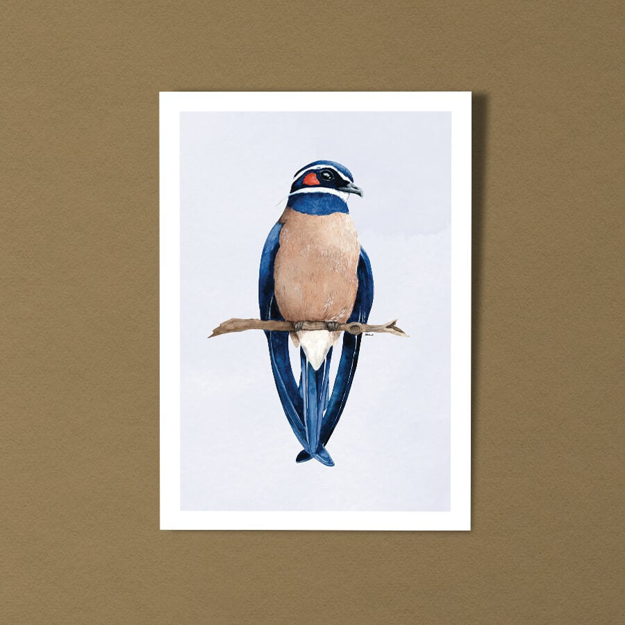 Bird Illustration Postcard