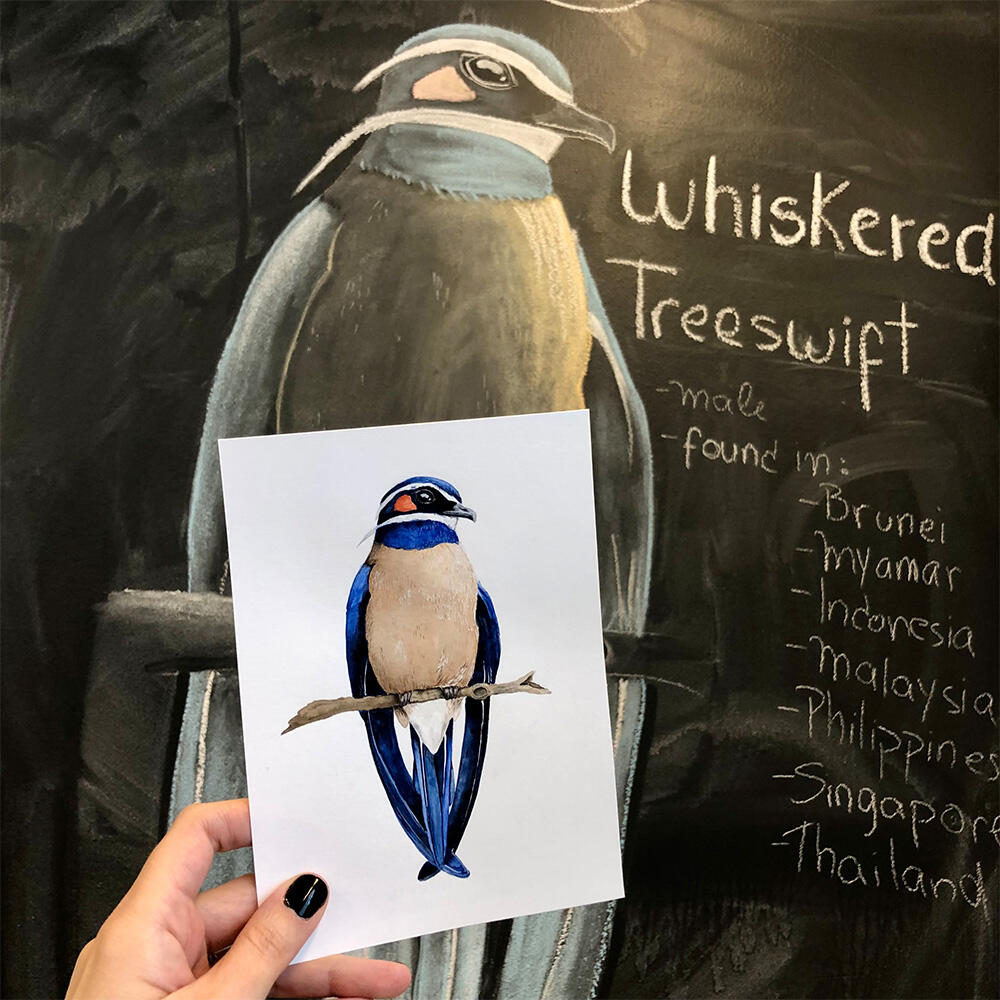 Whiskered Treeswift | watercolour & polychromo