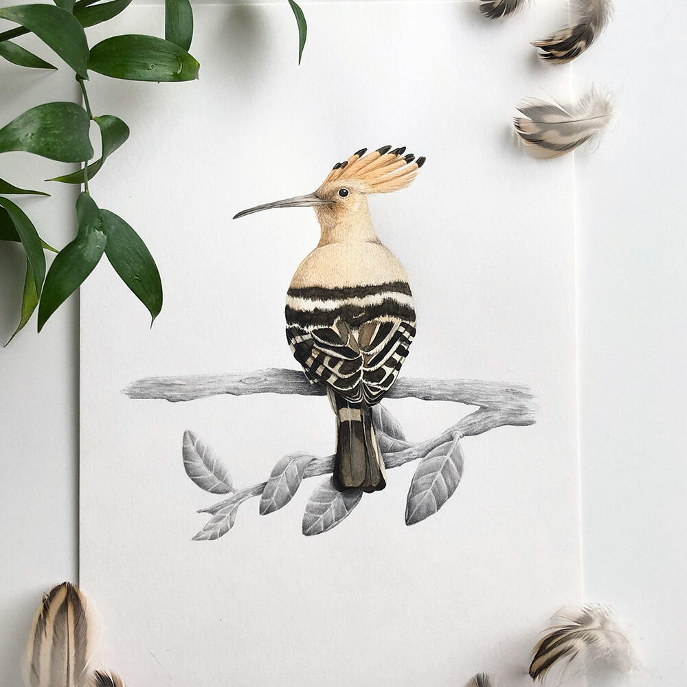 Common Hoopoe | watercolour & polychromo