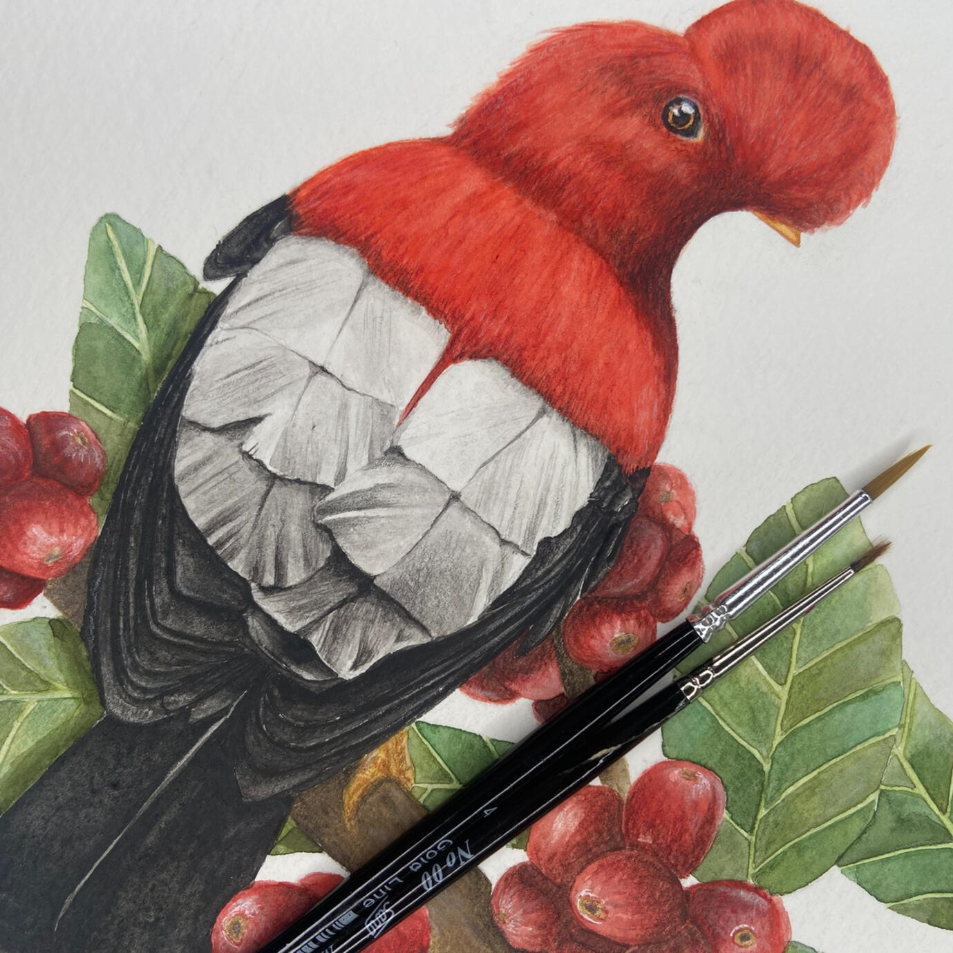 Andean Cock-of-the-rock | watercolour &amp; polychromos