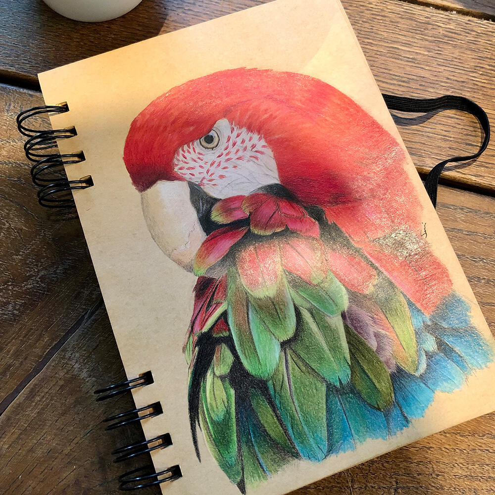 Red and Green Macaw | polychromo pencils