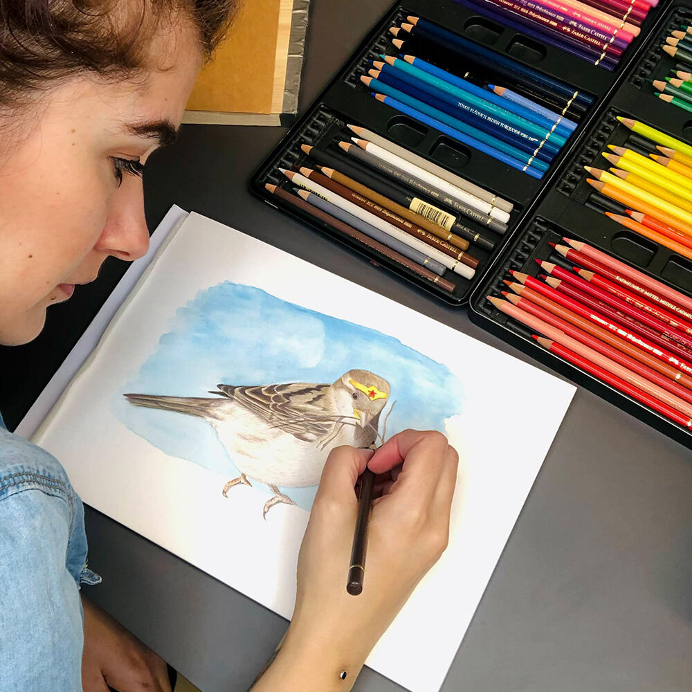 House Sparrow | watercolour & polychromos