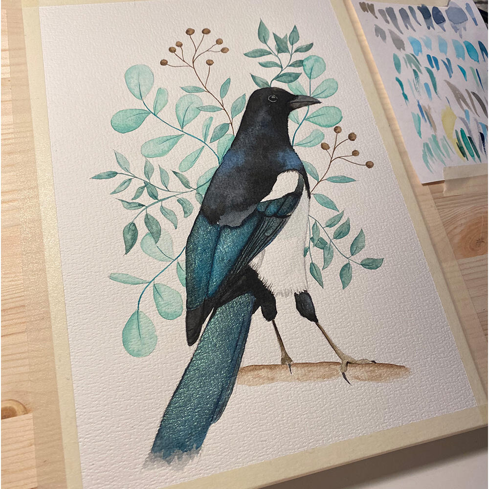 Eurasian Magpie | watercolour