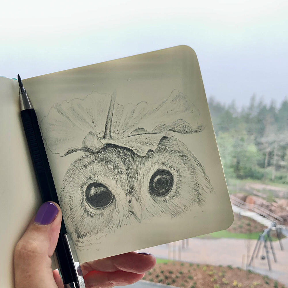 Little Owl sketch| graphite