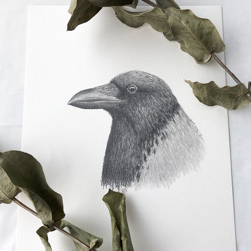 Hooded Crow - Original Artwork | Market sketch