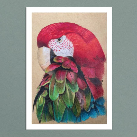 Macaw - Print