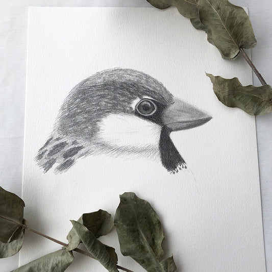 House Sparrow - Original Artwork | Market Sketch