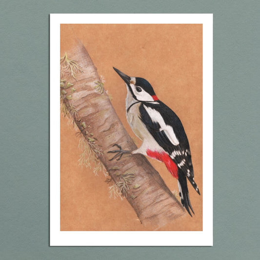 Great Spotted Woodpecker - Print