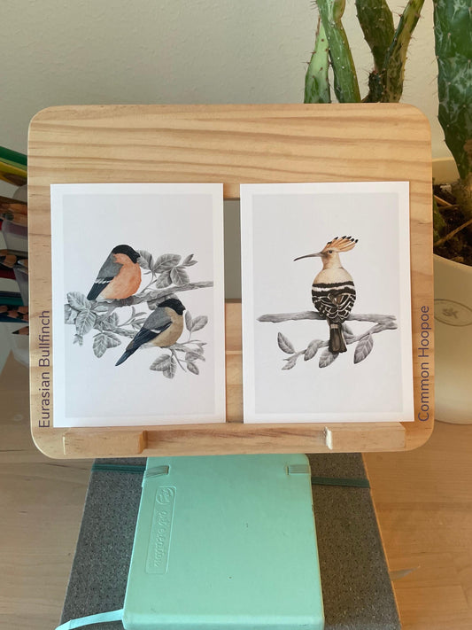 Bird Postcards - Hand-Drawn Bird Illustrations - A6 size - Nature Stationery